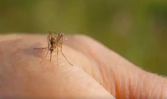 Niyə ağcaqanadlar məhz bizi dişləyir?