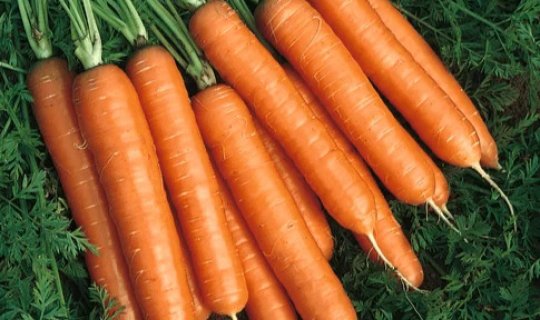 Alimlər kökün ömrü uzatdığını sübut etdilər