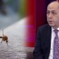 Buna görə Bakıda bu il ağcaqanad çoxdur &mdash; Adil Qeybulla