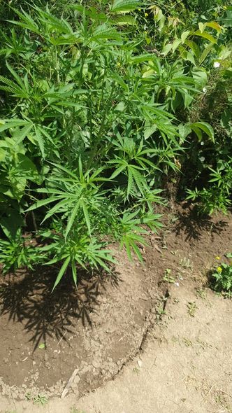 “Xaşxaş-2022” əməliyyatı davam edir: Külli miqdarda narkotik tərkibli bitki aşkarlandı - FOTO