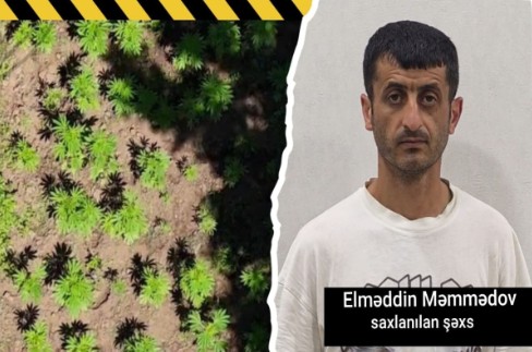 Hirkan Milli Parkında narkoplantasiya aşkarlanıb