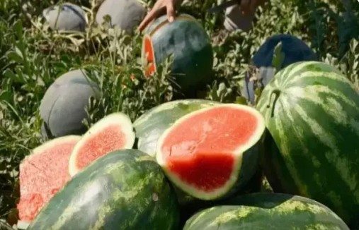 Qarpızla birlikdə yeyildikdə faydaları ikiqat artır: Yay üçü