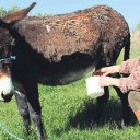 Eşşək südünün "dodaq uçuqladan" qiyməti açıqlandı