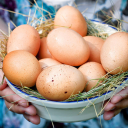 Qiymətlər rekord həddə enə bilər: Yumurta bazarında nə baş verir?