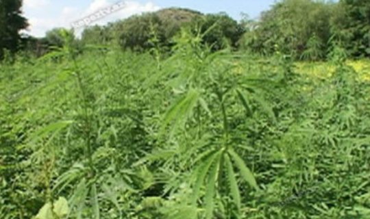 Milli Parkda çətənə bitkisi aşkarlandı