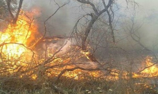 Xızıda yanğın 100 hektardan çox sahəni əhatə edib
