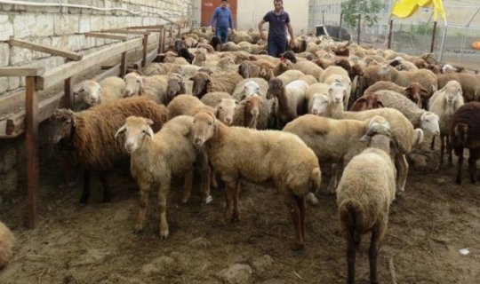 Ağstafada avtobus qoyun sürüsünə girib