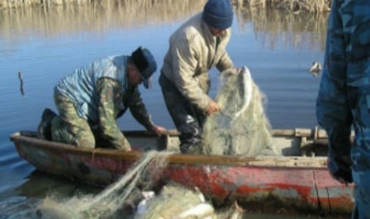 Nazirlik: Azərbaycanda qanunsuz balıq ovlayanların sayı azalıb