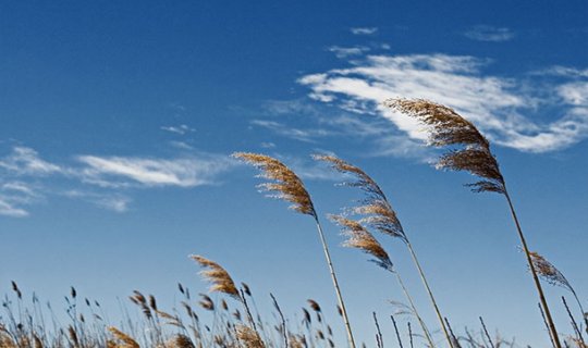 Bakıda əsən güclü külək nə vaxta kimi davam edəcək?