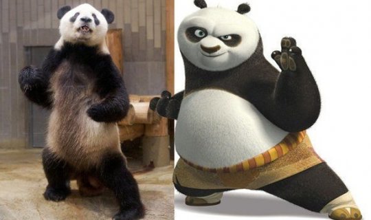 Yaponiyada əsl kunq-fu pandanı tapdılar