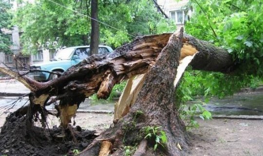 Bərdədə 200 yaşı olan ağac aşdı