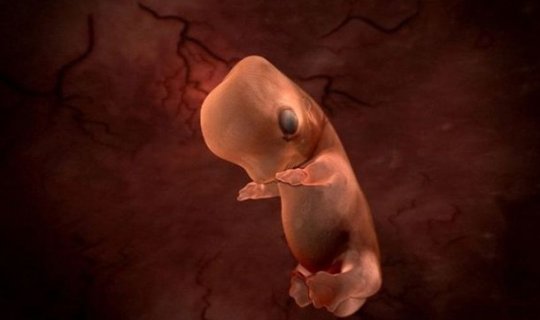 Alimlər laboratoriyada iki həftəlik insan embrionu yetişdirdilər