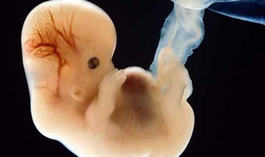 Niderlandda insan embrionları yetişdiriləcək