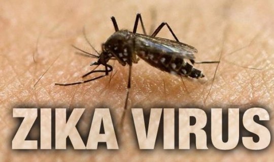 Zika virusunu operativ aşkarlayan test hazırlanıb