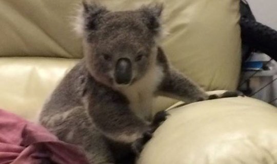 Koala evi özəlləşdirdi