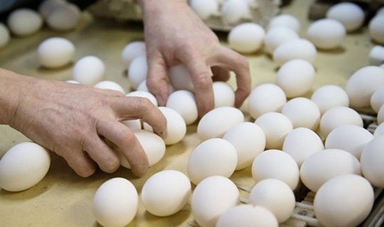 Azərbaycanda viruslu yumurta satılır