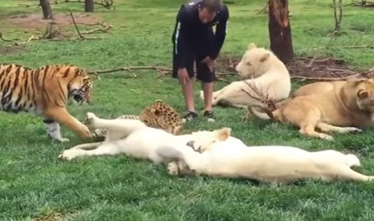 Pələng zoopark işçisini leopardın pəncəsindən xilas etdi