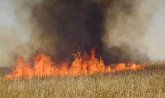Azərbaycanda 50 hektar ərazi yandı, 5-i taxıl