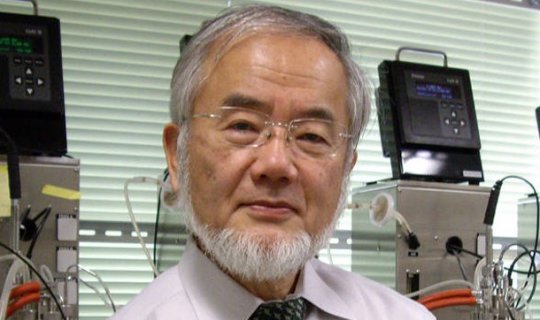 Yaponiyalı alim Nobel mükafatı aldı