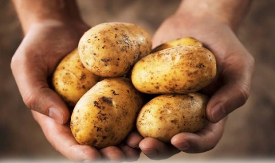 Kartof hansı xəstəliyə səbəb olur?
