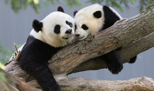 Çin pandaların sayını artıracaq