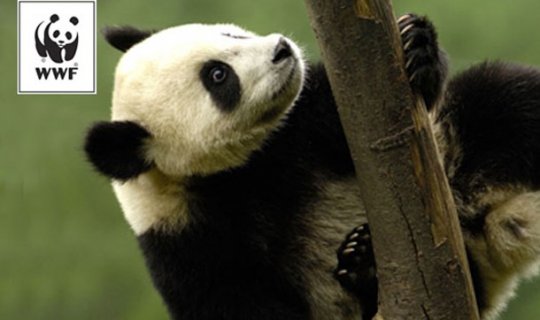 WWF: Son 40 ildə heyvanların sayı 60% azalıb
