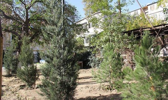 Nərimanov rayonunda qanunsuz kəsilmiş ağacların yerinə yeni ağaclar əkildi
