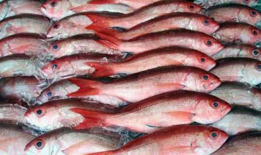 Bazarda balığın qiyməti ucuzlaşıb