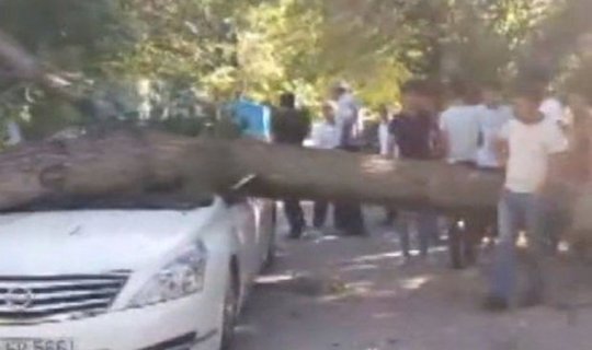 Güclü külək ağacı avtomobilin üzərinə aşırdı