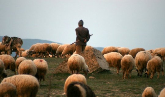 Füzulidə çoban öz qoyunlarını oğurladı