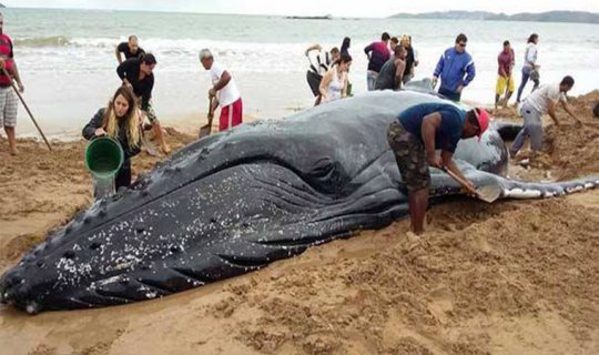Şimal dənizində balinaların kütləvi ölüm SƏBƏBİ