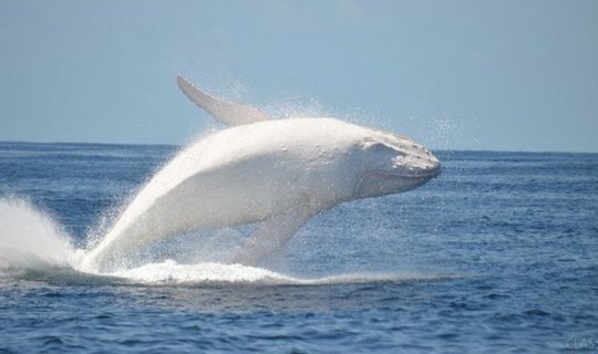 Avstraliyada 30 yaşlı ağ balina videokameralara tuş gəldi