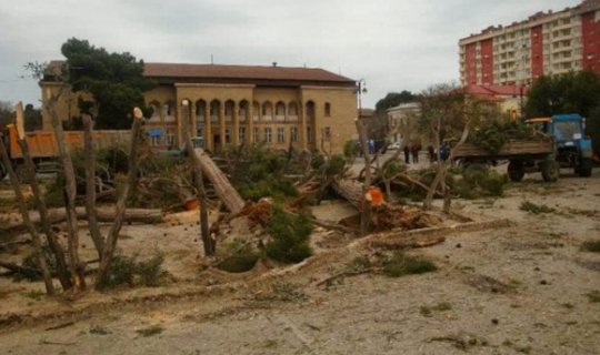 Yasamalda ağacları kəsib restoran tikirlər