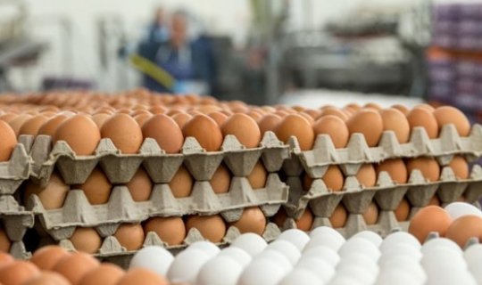Yumurtanın qiyməti niyə bahalaşıb?