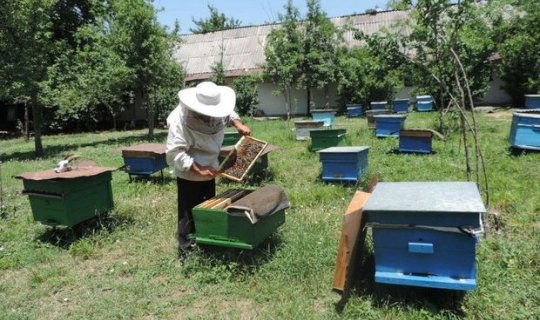Cəbhəyanı bölgələrdə özünüməşğulluq proqramı üzrə 650 yeni ailə təsərrüfatı yaradıldı