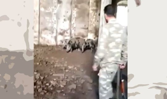 Ermənilər Zəngilanda məscidi donuz fermasına çeviriblər - VİDEO