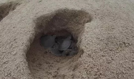 Minlərlə tısbağanın sahilə çıxma anı - FOTO