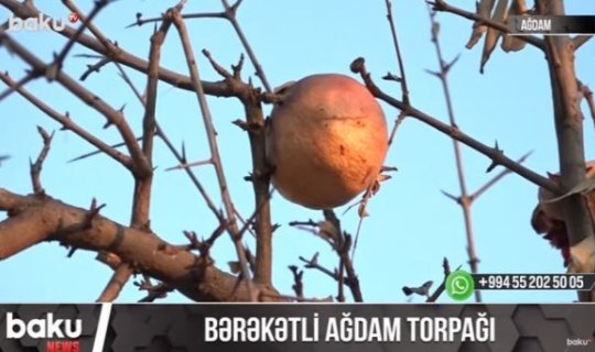 Bərəkətli Ağdam torpağı - VİDEO