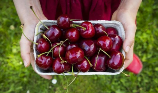 500 qram gilas bazarda 10 min dollara satıldı