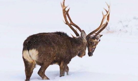Rəqibinin başını qopardan maralın görüntüsü şok yaratdıxa0- FOTO
