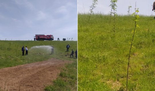 Zəngilanda yeni səpilən palıd toxumları cücərib