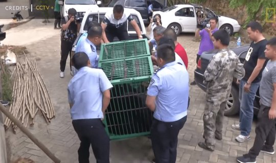 Evə balaca it aldılar, amma görün nə çıxdı - FOTO