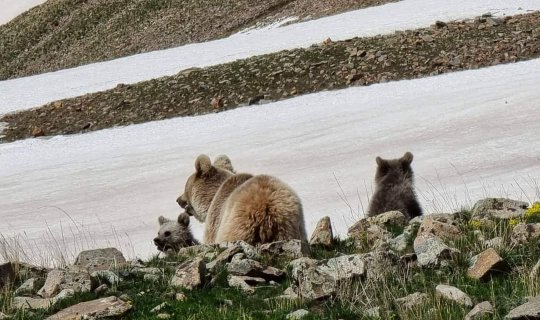 Naxçıvanda ayılar fotoqrafa hücum etmək istədi, maraqlı görüntülər ortaya çıxdı - FOTO