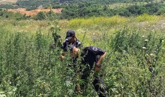 Xocalıda 2 800 ədəd çətənə kolu məhv edilib - FOTO