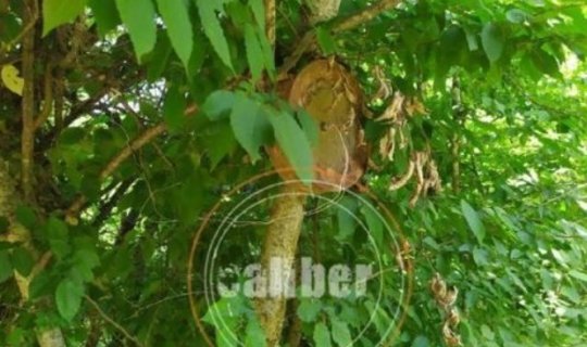 Xocavəndin ağaclarında ölümcül “meyvələr” – FOTO/VİDEO