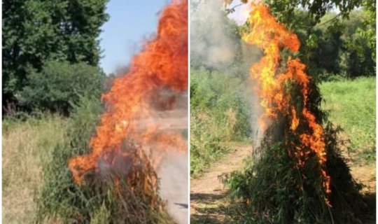 Ağdamın işğaldan azad edilmiş kəndində narkotik tərkibli bitkilər aşkar edilib