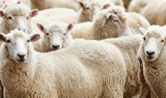Nazirlikdən Qurban bayramı ilə bağlı əhaliyə MÜRACİƏT