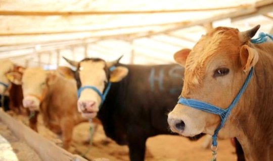 Vətəndaşlar bu il qurbanı öz həyətində kəsə bilər? - AÇIQLAMA