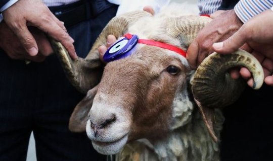 İlahiyyatçı qurban kəsilməsi qadağan edilən heyvanlardan danışdı