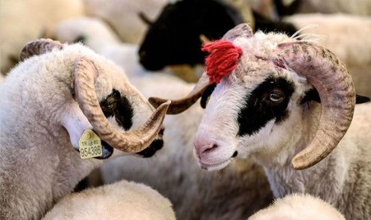 Kəlbəcərdə qurban kəsildi